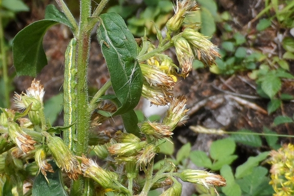 Cucullia (Cucullia) asteris, Noctuidae